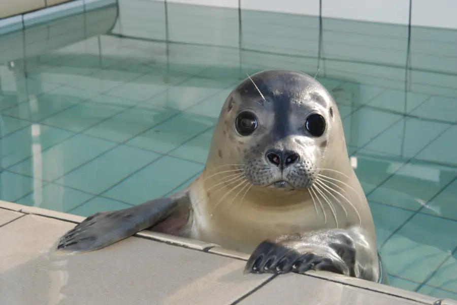 Siegel bei Ecomare Texel - Camping Coogherveld Tipp