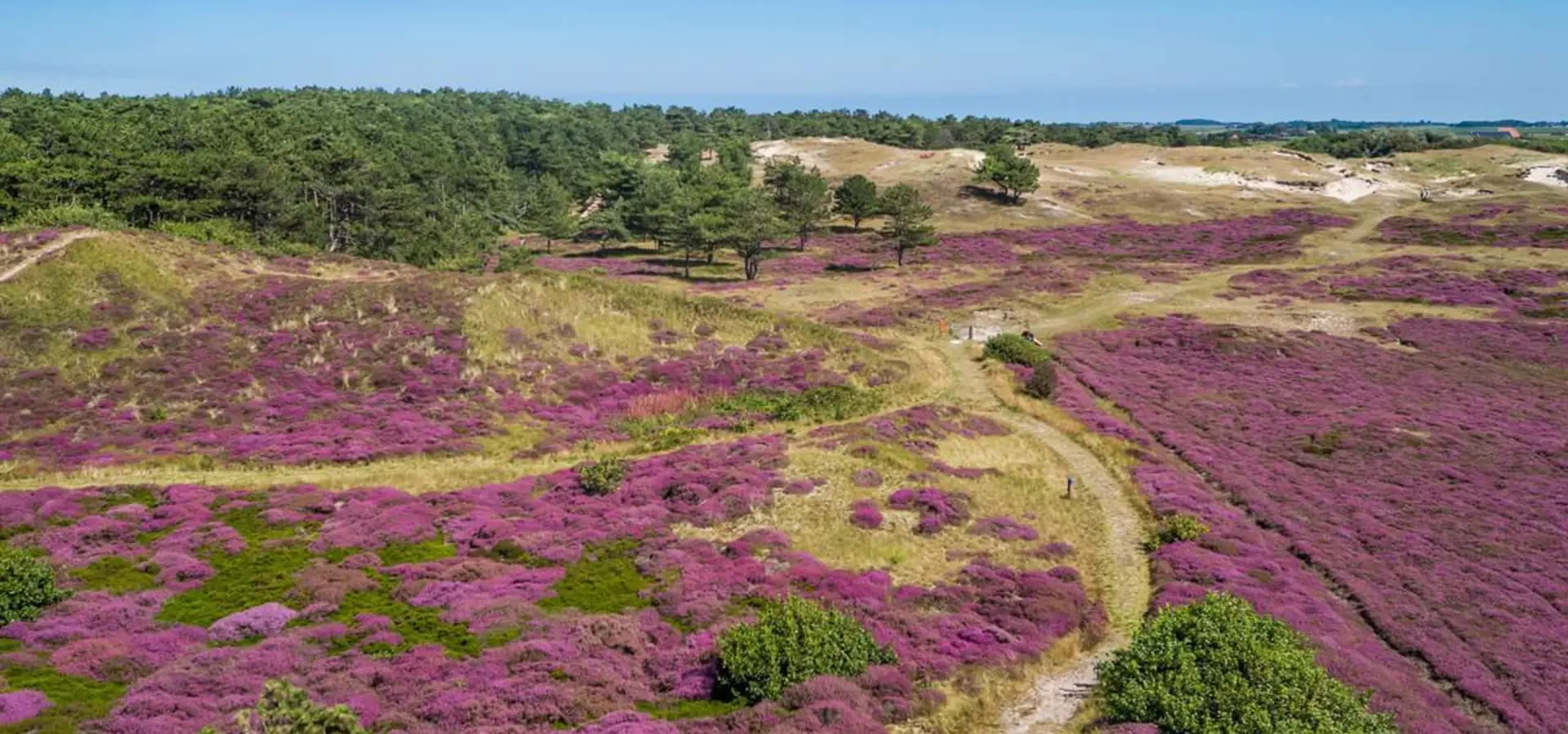 Coogherveld Texel Informationen Heideflächen - De Koog